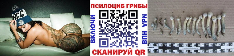 дарнет шоп Шацк blacksprut сайт Галлюциногенные грибы мицелий